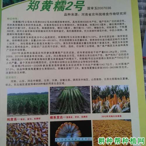 郑黄糯2号玉米品种好不好? 郑黄糯2号玉米品种好不好?