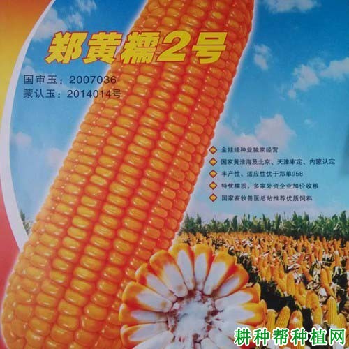 郑黄糯2号玉米品种好不好? 郑黄糯2号玉米品种好不好?