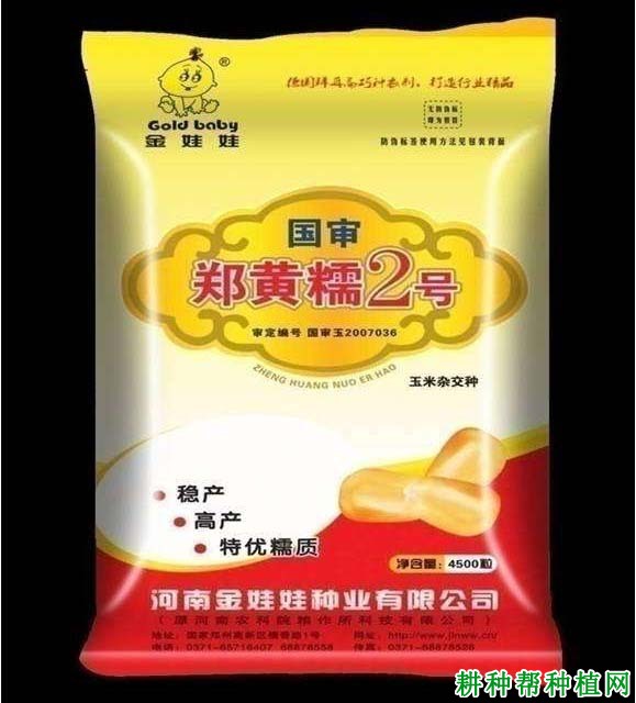 郑黄糯2号玉米品种好不好? 郑黄糯2号玉米品种好不好?