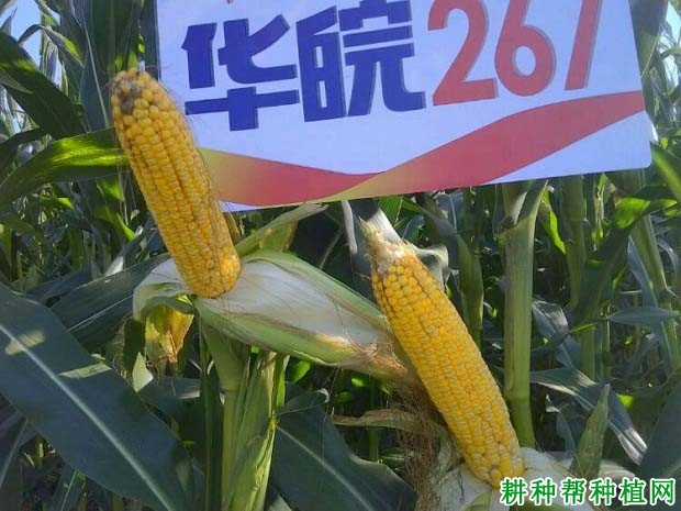 华皖267玉米品种好不好? 华皖267玉米品种好不好?