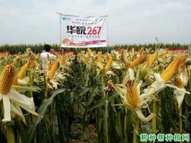 华皖267玉米品种好不好? 华皖267玉米品种好不好?