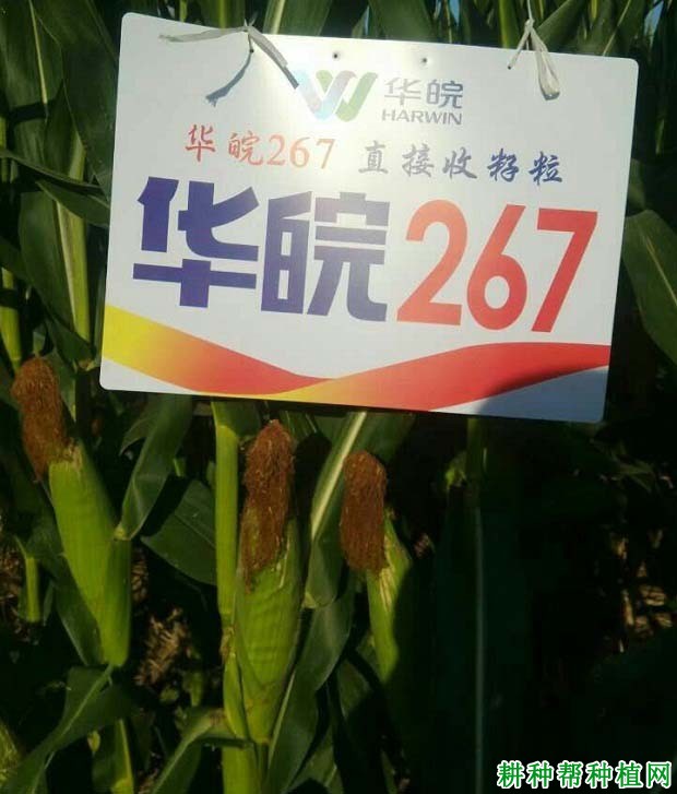 华皖267玉米品种好不好? 华皖267玉米品种好不好?
