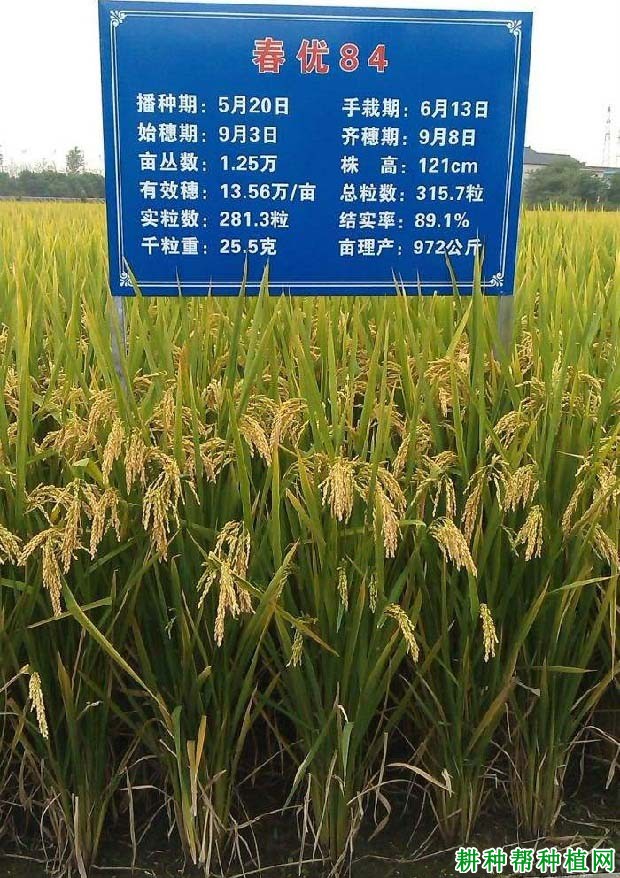 春优84水稻品种好不好? 春优84水稻品种好不好?