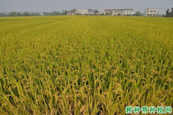 春优84水稻品种好不好? 春优84水稻品种好不好?