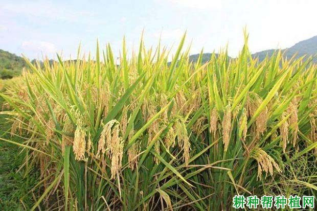 春优84水稻品种好不好? 春优84水稻品种好不好?