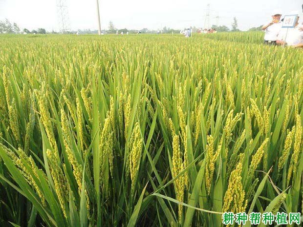 南粳46水稻品种好不好? 南粳46水稻品种好不好?