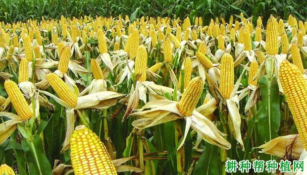 华鸿898玉米品种好不好? 华鸿898玉米品种好不好?