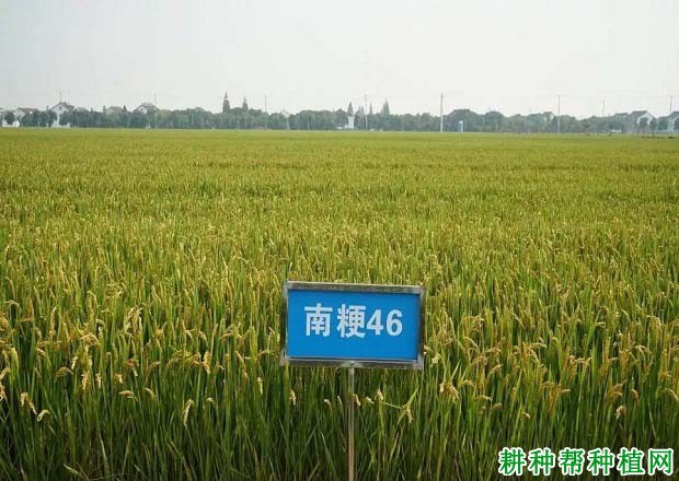 南粳46水稻品种好不好? 南粳46水稻品种好不好?