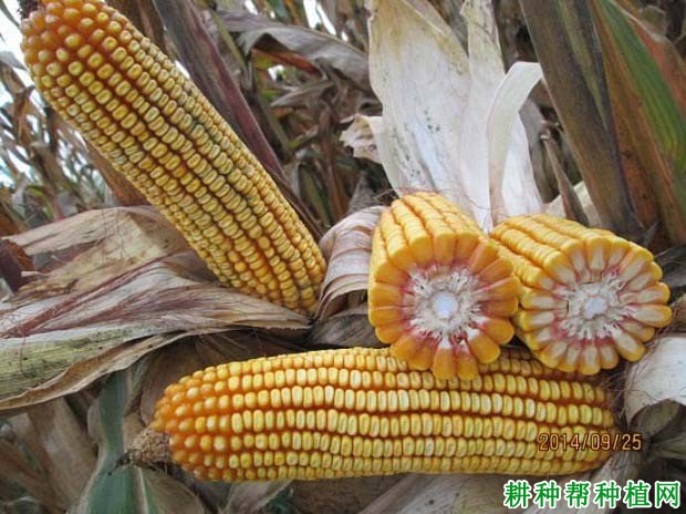 华鸿898玉米品种好不好? 华鸿898玉米品种好不好?