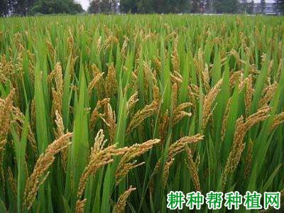 秀水134水稻品种好不好? 秀水134水稻品种好不好?