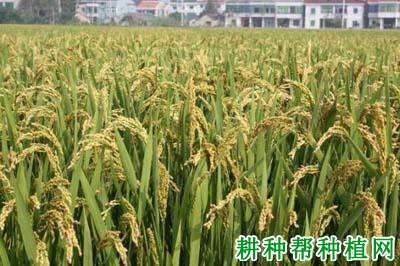秀水134水稻品种好不好? 秀水134水稻品种好不好?