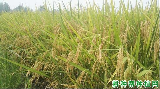 深优9586水稻品种好不好? 深优9586水稻品种好不好?