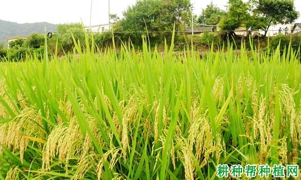深优9586水稻品种好不好? 深优9586水稻品种好不好?