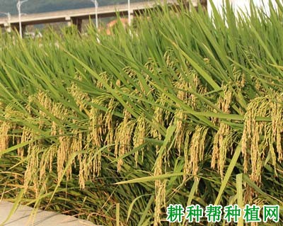 深优9586水稻品种好不好? 深优9586水稻品种好不好?