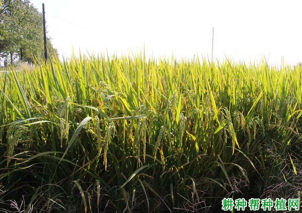 内2优6号水稻品种好不好? 内2优6号水稻品种好不好?