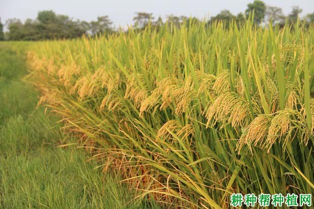 内2优6号水稻品种好不好? 内2优6号水稻品种好不好?