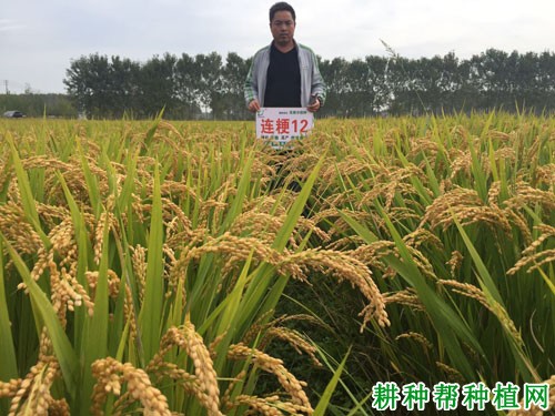 连粳12号水稻品种好不好? 连粳12号水稻品种好不好?