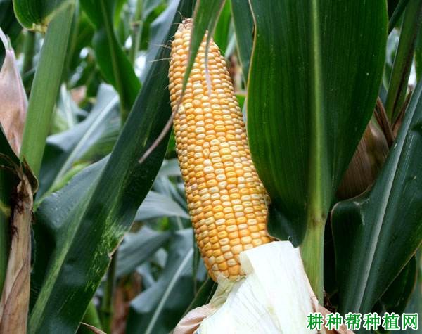 濮单6号玉米品种好不好? 濮单6号玉米品种好不好?