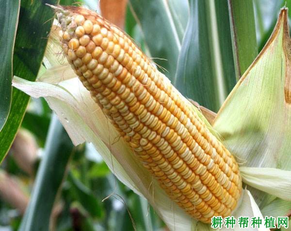 濮单6号玉米品种好不好? 濮单6号玉米品种好不好?