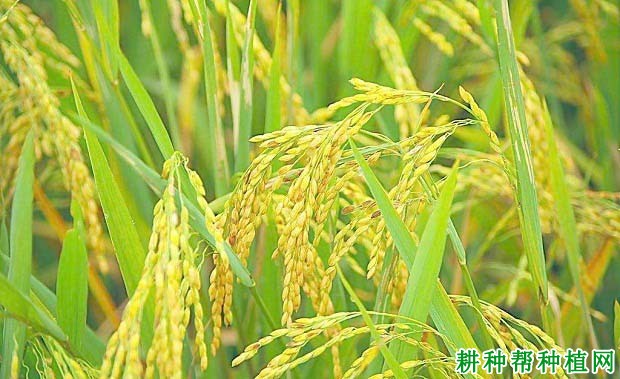 H优159水稻品种好不好? H优159水稻品种好不好?