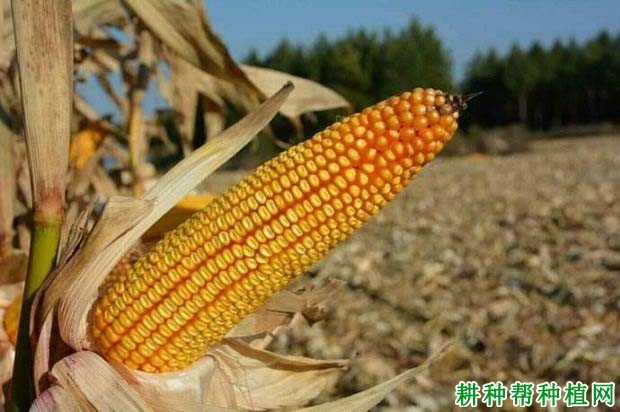 金园15玉米品种好不好? 金园15玉米品种好不好?