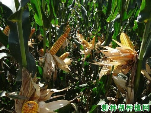 金园15玉米品种好不好? 金园15玉米品种好不好?
