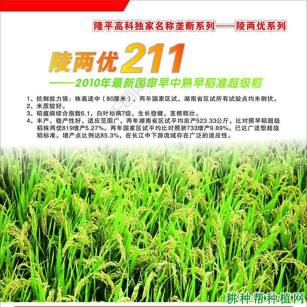 陵两优211水稻品种好不好? 陵两优211水稻品种好不好?