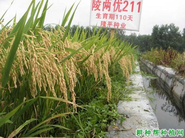 陵两优211水稻品种好不好? 陵两优211水稻品种好不好?
