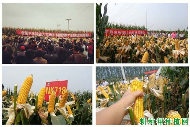 NK718玉米品种好不好? NK718玉米品种好不好?