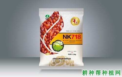 NK718玉米品种好不好? NK718玉米品种好不好?