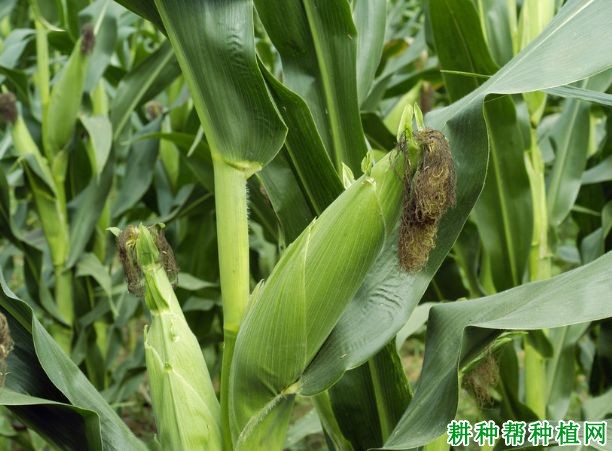 NK718玉米品种好不好? NK718玉米品种好不好?