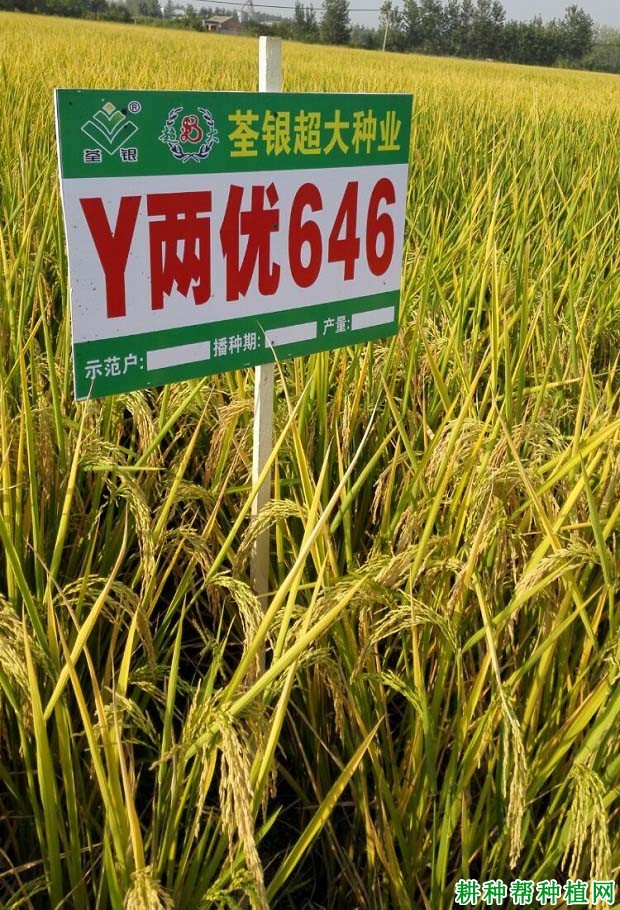 Y两优646水稻品种好不好? Y两优646水稻品种好不好?