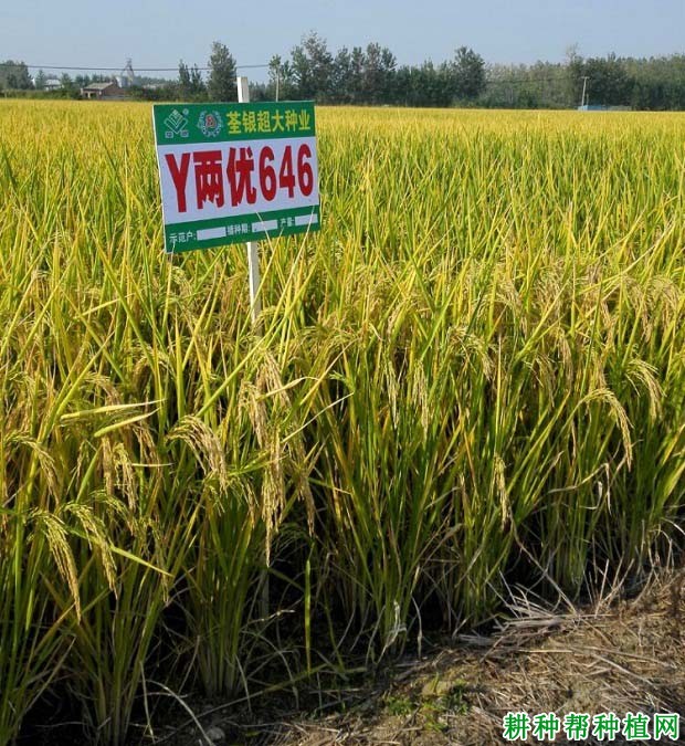Y两优646水稻品种好不好? Y两优646水稻品种好不好?