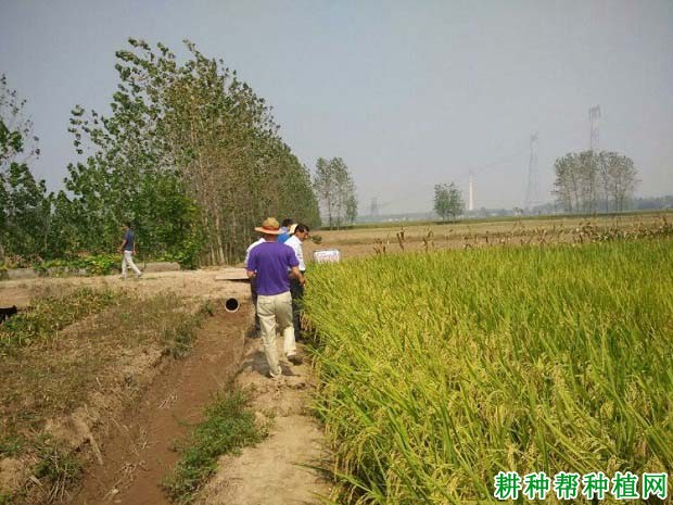 深两优9310水稻品种好不好? 深两优9310水稻品种好不好?