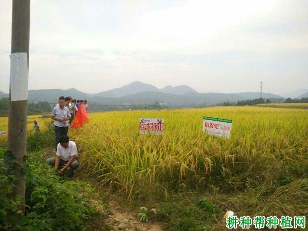 深两优9310水稻品种好不好? 深两优9310水稻品种好不好?