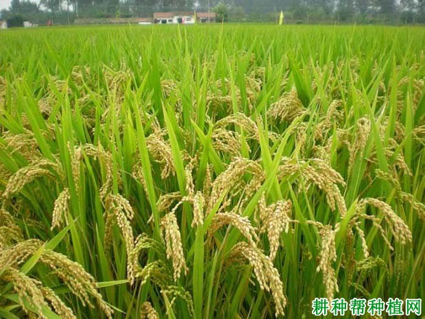 泗稻12号水稻品种好不好? 泗稻12号水稻品种好不好?