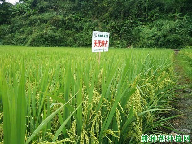 天优雅占水稻品种好不好? 天优雅占水稻品种好不好?
