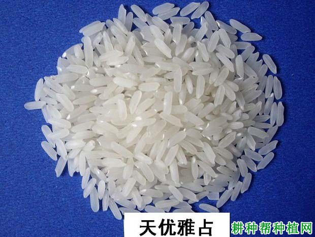 天优雅占水稻品种好不好? 天优雅占水稻品种好不好?