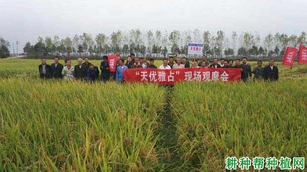 天优雅占水稻品种好不好? 天优雅占水稻品种好不好?
