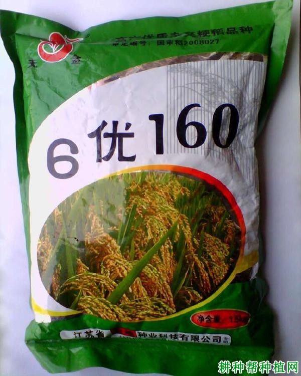 6优160水稻品种好不好? 6优160水稻品种好不好?