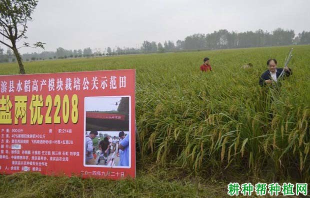 盐两优2208水稻品种好不好? 盐两优2208水稻品种好不好?