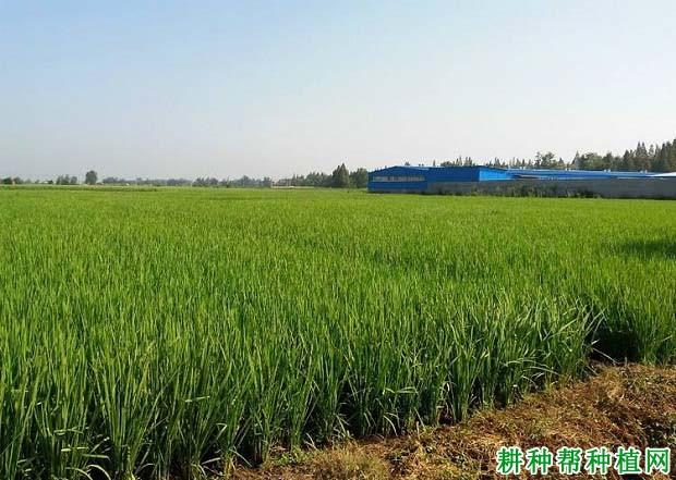 盐两优2208水稻品种好不好? 盐两优2208水稻品种好不好?
