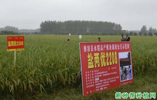 盐两优2208水稻品种好不好? 盐两优2208水稻品种好不好?