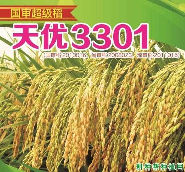 天优3301水稻品种好不好? 天优3301水稻品种好不好?