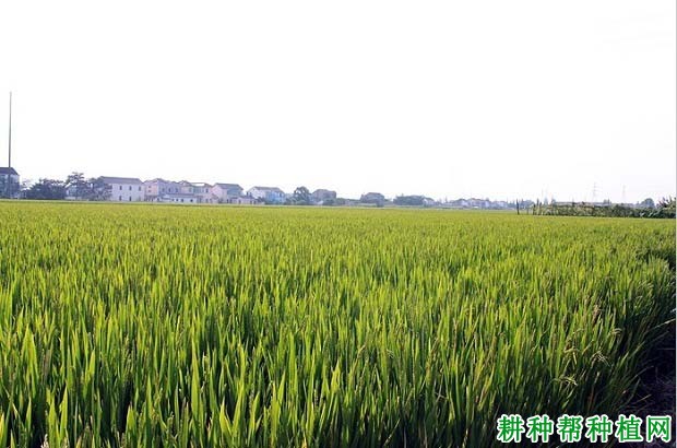 常优5号水稻品种好不好? 常优5号水稻品种好不好?