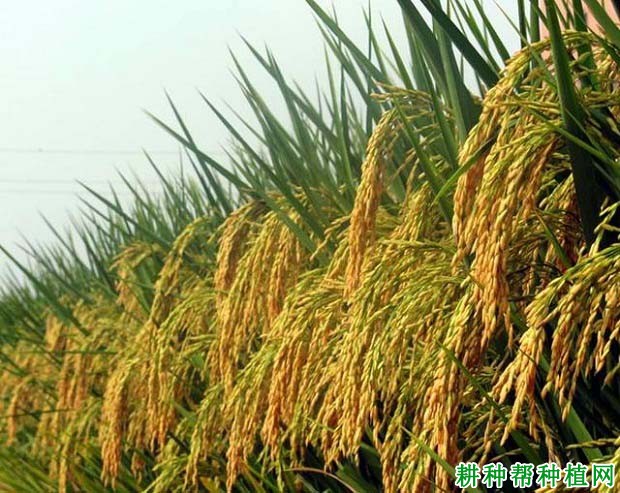 广两优4号水稻品种好不好? 广两优4号水稻品种好不好?