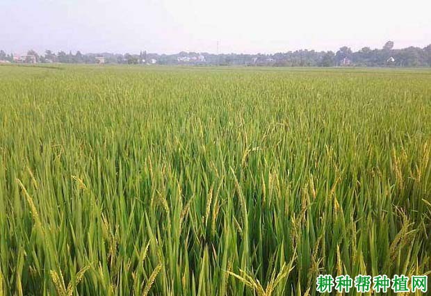 两优6326水稻品种好不好? 两优6326水稻品种好不好?