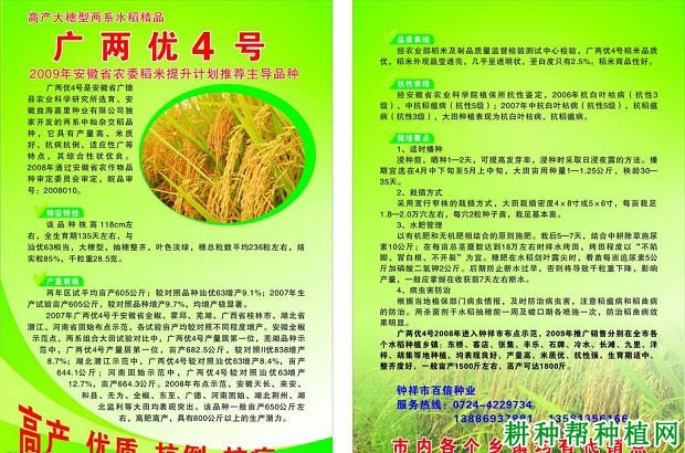 广两优4号水稻品种好不好? 广两优4号水稻品种好不好?