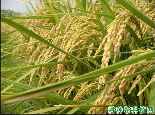 常优5号水稻品种好不好? 常优5号水稻品种好不好?
