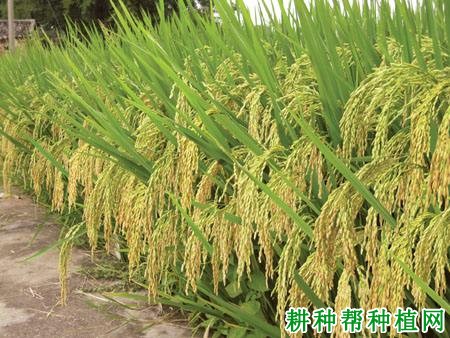 新两优998水稻品种好不好? 新两优998水稻品种好不好?
